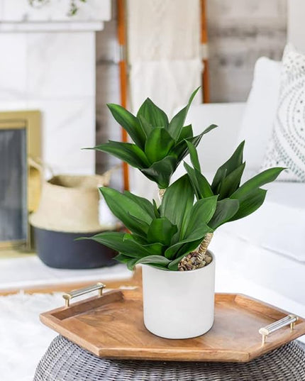 Hollyone Large Artificial Agave Plants Fake Three-Head Agave Succulent Plant Potted 15" Faux Plant in White Pot Succulent Aloe Plant Indoor for Desk Modern Home Decor