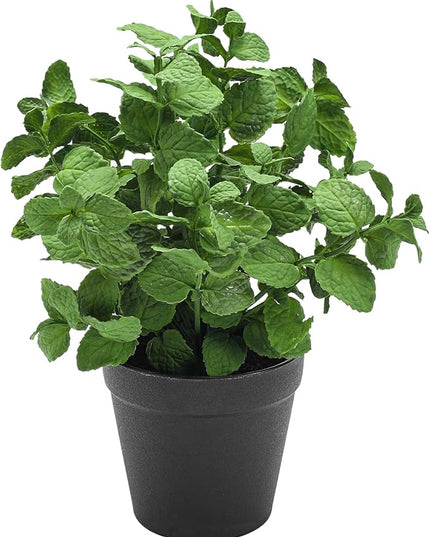 Coferset Small Fake Plants Mint Artificial Potted Plants for Home Office Bathroom Shelf Farmhouse Coffee Table Decor (Green)