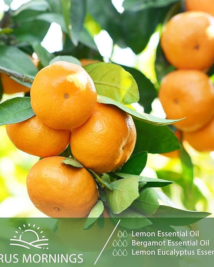 Lemon Eucalyptus 3.38fl.oz Essential Oil, PHATOIL Aromatherapy Essential Oils for Diffuser, Humidifier, Perfect for DIY Soap, Candle, Bath Bombs Making(100ml)