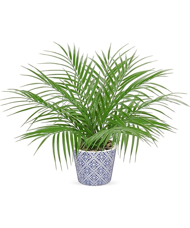 Hollyone Large Artificial Potted Plants Fake Palm Plants 16" Faux Green Plant Plastic Tropical Palm Tree in Blue and White Ceramic Pots Bohemian for Home Room Office House Indoor Decoration