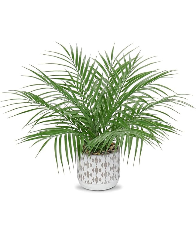 Hollyone Large Artificial Potted Plants Fake Palm Plants 16" Faux Green Plant Plastic Ceramic Tropical Palm Tree in Pots Bohemian for Home Room Office House Indoor Decorative