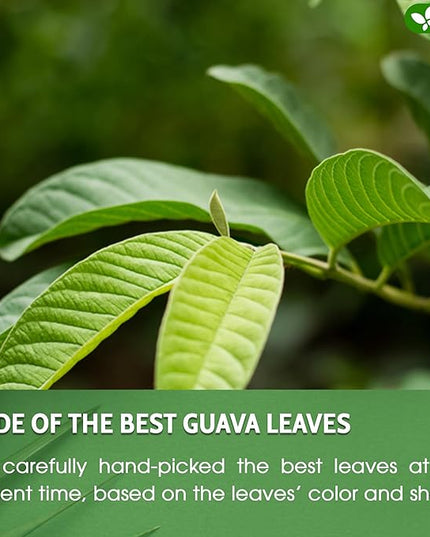 FreshDrinkUS, Premium 50+ Natural Guava Leaves, Whole Dried Leaves, 100% Pure, Natural Guava Loose Leaf Herbal Tea, Non GMO, No Additives, No Caffeine, Vegan