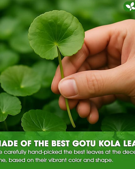 FreshDrinkUS, Premium Gotu Kola Leaf Tea – 75 Tea Bags | Pure Dried Centella Asiatica Leaves | Naturally Caffeine-Free Herbal Tea | Refreshing Aroma & Smooth Taste | Premium Herbal Infusion. Vegan