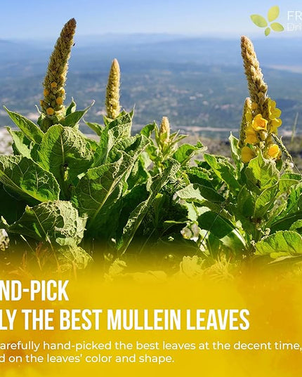 FreshDrinkUS, Premium 40 Mullein Leaf Tea For Lungs, Great Lung Detox For Smokers, Handmade, 100% Natural & Pure, No Sugar, No Caffeine, No Gluten, Vegan