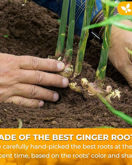 FreshDrinkUS, Premium 10oz Natural Ginger Roots, Cut and Sifted, 100% Natural & Pure from Ginger Roots, Ginger Tea, Ginger Loose Herbal Tea, No Additives, No Caffeine, Vegan