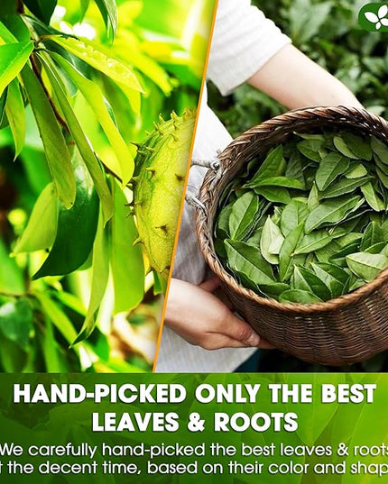 FreshDrinkUS, Premium 40 Tea Bags Soursop Green Tea, 100% Natural & Proprietary Blend from Soursop Leaves and Green Tea. Smooth Flavor. Made with Eco-Conscious Tea Bags. No Additives No Sugar, Vegan.