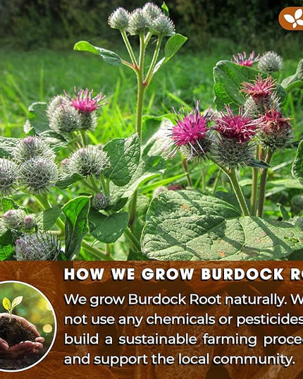 FreshDrinkUS, Premium 120 Burdock Root Tea Bags, 100% Natural & Pure, Herbal Tea. Made with Natural Material Tea Bags. No Sugar, No Caffeine, No Gluten, Vegan.