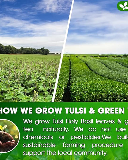 FreshDrinkUS, Premium 75 Tulsi Green Tea Bags, 100% Natural, Blend of Tulsi Holy Basil Leaves, and Green Tea Leaves. Made with Natural Material Tea Bags. No Sugar, Vegan.