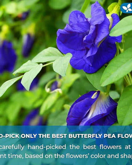 FreshDrinkUS, 100 Premium Butterfly Pea Flower Tea Bags – 100% Pure & Natural | Caffeine-Free Herbal Blue Tea | No Additives, Non-GMO, Made With Natural Material Tea Bag, No Sugar, No Caffeine, No Gluten, Vegan