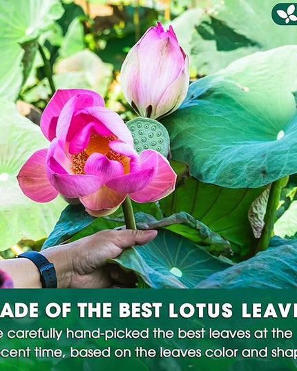 FreshDrinkUS, Premium 75 Lotus Leaf Tea Bags, 100% Natural & Pure from Lotus Leaves. Loose Leaf Lotus Herbal Tea. Made with Eco-Conscious Tea Bags. No Sugar, No Caffeine, No Gluten, Vegan.
