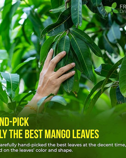 FreshDrinkUS, Premium 140+ Mango Whole Leaves Dried, 100% Natural & Pure from Dried Mango Leaves Tea, No Additives, No Caffeine, Vegan