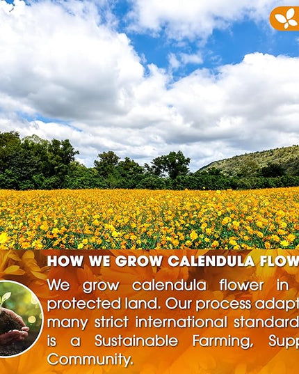 FreshDrinkUS, Premium 135 Calendula Tea Bags, 100% Natural and Pure Calendula Flowers, Eco-conscious Tea Bags. Herbal Tea. No Sugar, No Caffeine, No Gluten, Vegan.