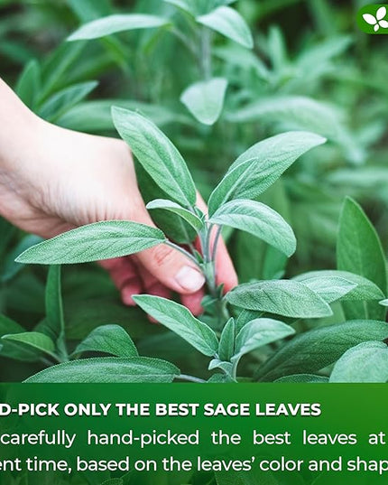 FreshDrinkUS, Premium 75 Sage Leaf Tea Bags, 100% Natural & Pure from Sage Leaves. Loose Leaf Herbal Tea. Made with Natural Material Tea Bags. No Sugar, No Caffeine, No Gluten, Vegan.