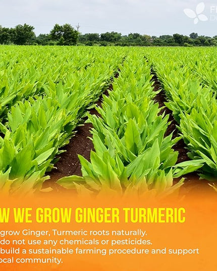 FreshDrinkUS, Premium 85 Ginger Turmeric Tea Bags, 100% Natural Ingredients, Hand-made Blend of Ginger and Turmeric Herbal Tea, Eco-conscious Tea Bags. No Sugar, No Caffeine, No Gluten, Vegan.