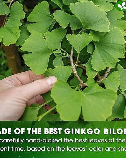 FreshDrinkUS, Premium 30 Ginkgo Biloba Leaf Tea Bags, 100% Natural & Pure from Ginkgo Biloba Leaves. Loose Leaf Herbal Tea. Made with Eco-Conscious Tea Bags. No Sugar, No Caffeine, No Gluten, Vegan.