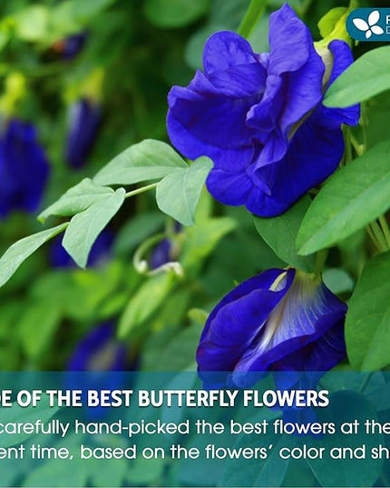 FreshDrinkUS, Premium 8oz Blue Butterfly Pea Flowers Dried – Premium Whole Flower Herbal Tea – Vibrant Blue Natural Color – Caffeine-Free Loose Flower Tea. Vegan