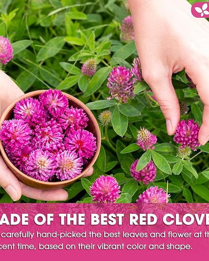 FreshDrinkUS, Premium Red Clover Herbal Tea– 55 Tea Bags – Pure – Naturally Smooth & Mild Flavor – Premium Quality, Eco-Conscious Packaging. Caffeine-Free. Gluten Free. Vegan