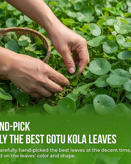 FreshDrinkUS, Premium Gotu Kola Leaves (Centella asiatica) | 8 oz Dried Loose Leaf | Naturally Mild & Earthy Herbal Tea – Premium Quality Leaves. Sugar-Free. Caffeine-Free. Vegan