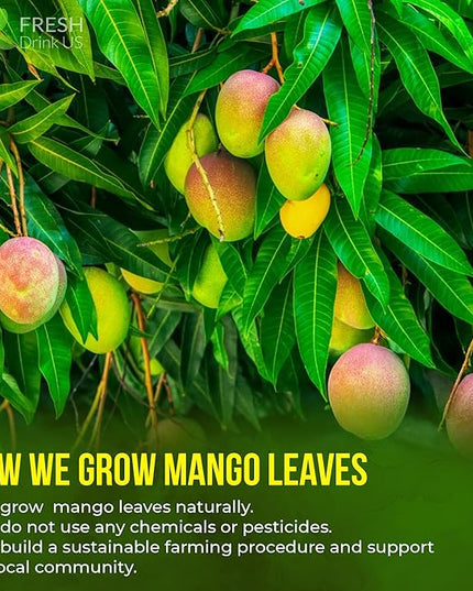 FreshDrinkUS, Premium 60 Mango Leaf Tea Bags, 100% Natural & Pure from Mango Leaves. Loose Leaf Herbal Tea. No Sugar, No Caffeine, No Gluten, Vegan.