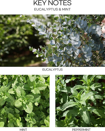 CULTURE & NATURE Pure Grade Essential Oil Diffuser (Eucalyptus & Mint)