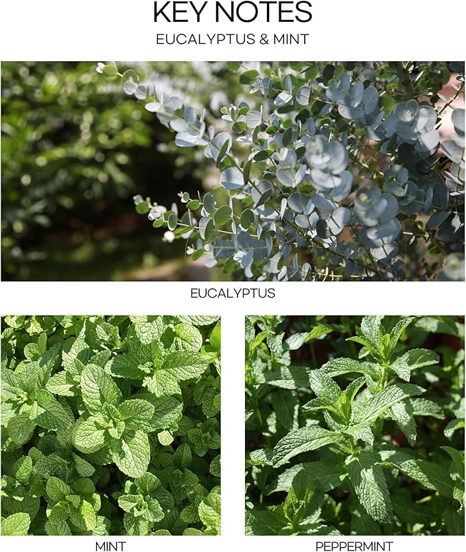 CULTURE & NATURE Pure Grade Essential Oil Diffuser (Eucalyptus & Mint)
