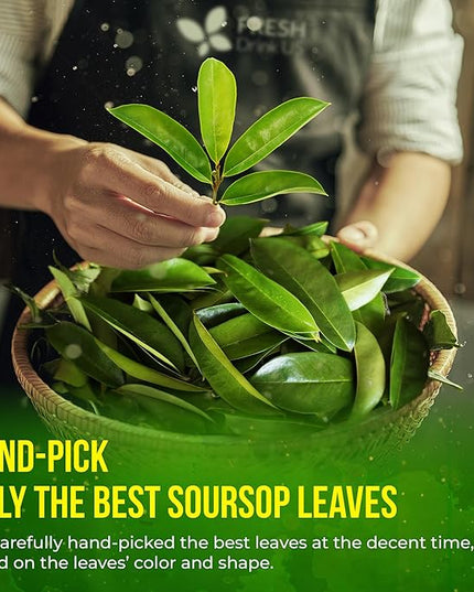 FreshDrinkUS, Premium 30+ Soursop Graviola Dried Leaves, Natural Whole Soursop Leaves, Wildcrafted, Hoja Guanabana, Loose Leaf Herbal Tea, No Gluten, Vegan