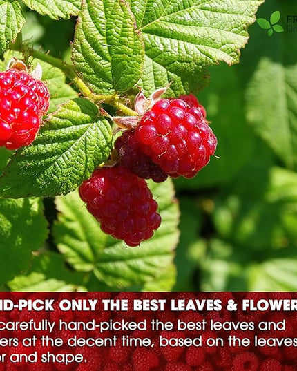 FreshDrinkUS, 75 Bags Premium Raspberry Leaf Teawith Chamomile Flavor, Eases Menstrual Cramps & Supports Healthy Pregnancy, Naturally, Caffeine-Free, Sugar Free, Vegan