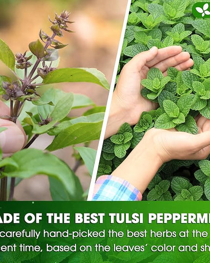 FreshDrinkUS, Premium Tulsi Peppermint Herbal – 30 Tea Bags, 100% Natural, Blend of Tulsi Holy Basil Leaves, and Peppermint Leaves. Made with Natural Material Tea Bags. No Sugar, Vegan.