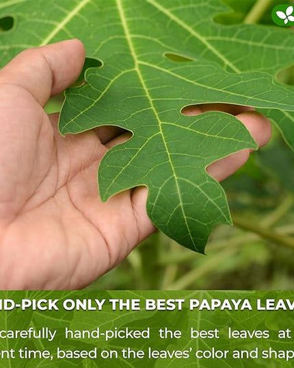 FreshDrinkUS, Premium 40 Papaya Leaf Tea Bags, 100% Natural & Pure. Loose Leaf Papaya Herbal Tea. Made with Natural Material Tea Bags. No Sugar, No Caffeine, No Gluten, Vegan.