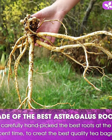 FreshDrinkUS, Premium 75 Astragalus Root Tea Bags, 100% Natural & Pure from Astragalus Root Herbal Tea. Made with Natural Material Tea Bags. No Sugar, No Caffeine, No Gluten, Vegan.