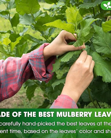 FreshDrinkUS, Permium 8oz Mulberry Leaves, 100% Natural & Pure from Mulberry Leaves, Loose Leaf Herbal Tea, No Additives, No Caffeine, Vegan