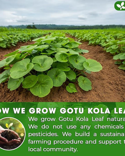 FreshDrinkUS, Premium Gotu Kola Leaf Tea – 75 Tea Bags | Pure Dried Centella Asiatica Leaves | Naturally Caffeine-Free Herbal Tea | Refreshing Aroma & Smooth Taste | Premium Herbal Infusion. Vegan