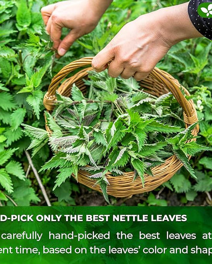 FreshDrinkUS, Premium 75 Nettle Leaf Tea Bags, 100% Natural & Pure from Nettle Leaves. Loose Leaf Nettle Herbal Tea. Nettle Leaf Tea. No Sugar, No Caffeine, No Gluten, Vegan.