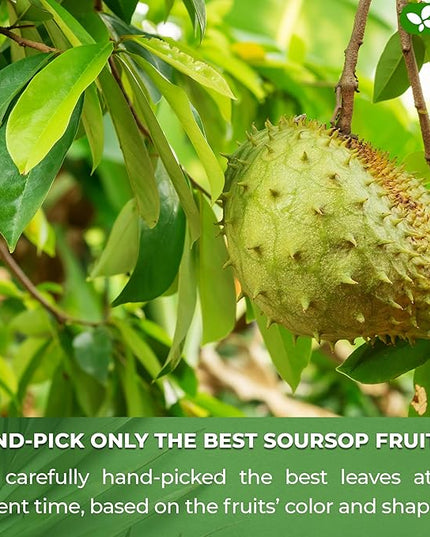 FreshDrinkUS, 60 Premium Soursop Graviola Fruit Tea Bags, 100% Natural and Pure from Soursop Fruits, Made With Natural Materials-Corn Fiber Tea Bag, Sugar/Caffeine/Gluten Free, Hoja Guanabana Tea