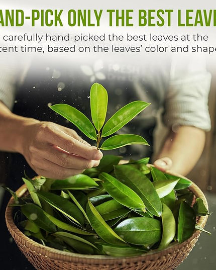 FreshDrinkUS, Premium Soursop Graviola Leaf Tea | 45 Tea Bags form Powder, 100% Natural and Pure, Handmade, Made With Natural Materials-Corn Fiber Tea Bag, Sugar/Caffeine Free, Hoja Guanabana Tea