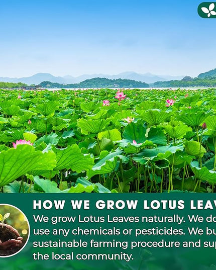 FreshDrinkUS, Premium 30 Lotus Leaf Tea Bags, 100% Natural & Pure from Lotus Leaves. Loose Leaf Lotus Herbal Tea. Made with Eco-Conscious Tea Bags. No Sugar, No Caffeine, No Gluten, Vegan.