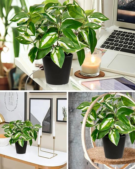 Oairse Artificial Plants Indoor Small Fake Plants in Pots Faux Pothos N‘ Joy Potted Plant Fake Indoor Plants with Black Pots for Bathroom Living Room Office Desk Shelves