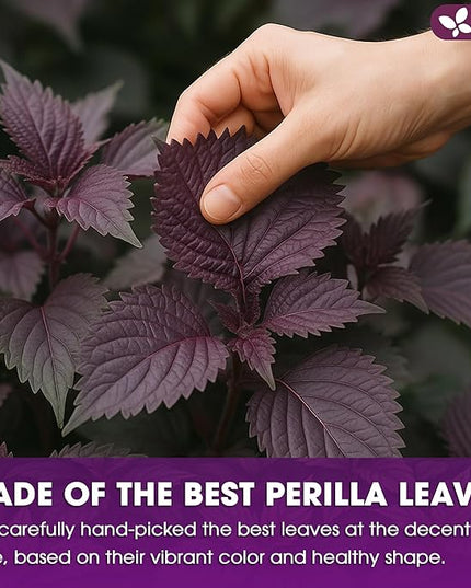 FreshDrinkUS, Premium Perilla Leaf Tea – 75 Tea Bags | 100% Pure Perilla Leaves | Caffeine-Free, Non-GMO, Natural Packaging | Herbal Tea Bags for Daily Enjoyment. Gluten-Free. Sugar-Free. Vegan