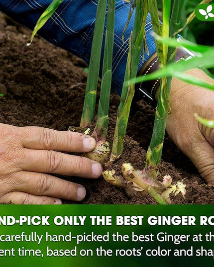 FreshDrinkUS, 150 Premium Ginger Tea Bags, Non GMO, 100% Natural & Pure from Ginger Root, Root Herbal Tea. No Sugar, No Caffeine, No Gluten, Vegan. Support Stronger Digestion, Pleasantly Spicy & Warming