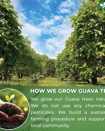 FreshDrinkUS, Premium 50+ Natural Guava Leaves, Whole Dried Leaves, 100% Pure, Natural Guava Loose Leaf Herbal Tea, Non GMO, No Additives, No Caffeine, Vegan