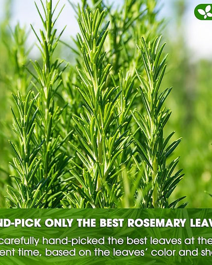 FreshDrinkUS, Premium 100 Rosemary Leaf Tea Bags, Made with 100% Natural Rosemary Dried Leaves, Pure Herbal Tea, No Additives, No Caffeine, No Gluten, Vegan.