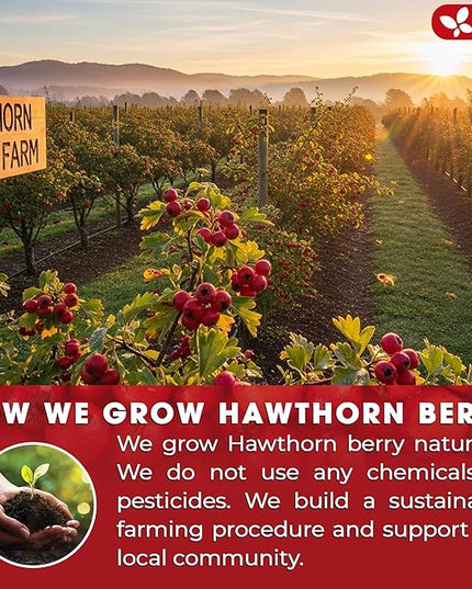 FreshDrinkUS, Premium Hawthorn Berry Tea - 75 Tea Bags - 100% Natural Herbal Infusion, Caffeine-Free, Rich Aroma & Smooth Taste. Vegan