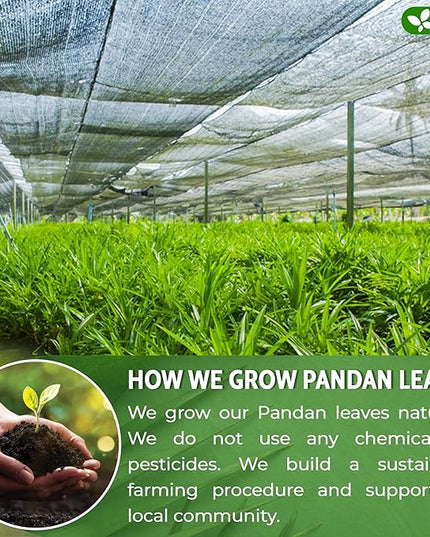 FreshDrinkUS, Premium 55 Pandan Leaf Tea Bags, 100% Natural & Pure from Pandan Leaves. Loose Leaf Pandan Herbal Tea. Made with Natural Material Tea Bags. No Sugar, No Caffeine, No Gluten, Vegan.
