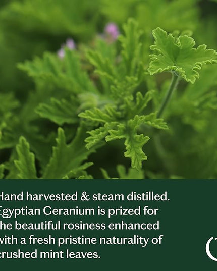 LIVEDROPS 24/7 Good Geranium Essential Oil, Natural Vegan Aromatherapy for Diffuser or Diluted Skin Use, Rosy Floral Scent, Origin Egypt, Made in USA, Clinically Tested, 10ml
