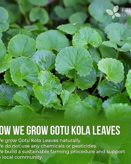 FreshDrinkUS, Premium Gotu Kola Leaves (Centella asiatica) | 8 oz Dried Loose Leaf | Naturally Mild & Earthy Herbal Tea – Premium Quality Leaves. Sugar-Free. Caffeine-Free. Vegan