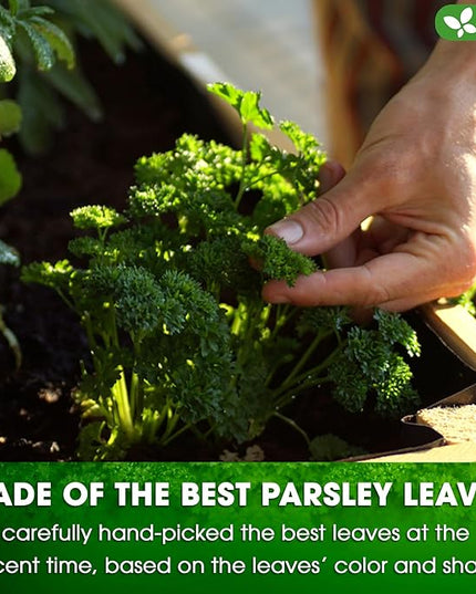 FreshDrinkUS, Premium 135 Parsley Leaf Tea Bags, 100% Natural & Pure from Parsley Leaves. Loose Leaf Parsley Herbal Tea. Made with Natural Material Tea Bags. No Sugar, No Caffeine, No Gluten, Vegan.