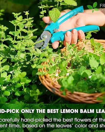 FreshDrinkUS, Premium 120 Lemon Balm Leaf Tea Bags, 100% Natural & Pure from Lemon Balm Leaves. Loose Leaf Herbal Te. No Sugar, No Caffeine, No Gluten, Vegan.