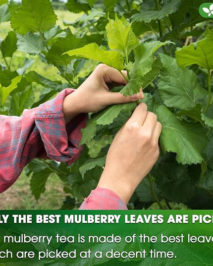 FreshDrinkUS, Premium 75 Mulberry Leaf Tea Bags, 100% Natural & Pure from Mulberry Leaves. Loose Leaf Herbal Tea. Made with Natural Material Tea Bags. No Sugar, No Caffeine, No Gluten, Vegan.