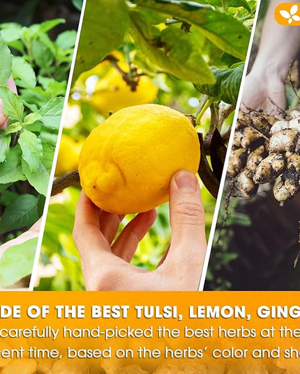 FreshDrinkUS, Premium 75 Tulsi Lemon Ginger Tea Bags, 100% Natural & Pure from Tulsi Holy Basil Leaves, Lemon and Ginger. Made with Natural Material Tea Bags. No Sugar, No Caffeine, Vegan.