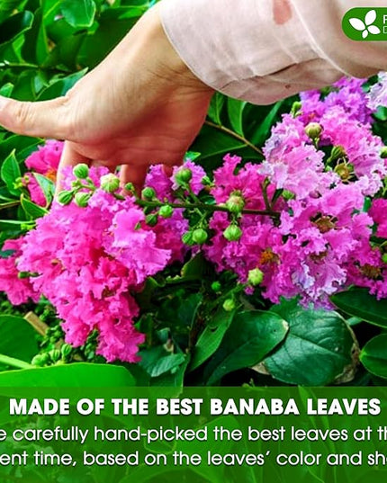 FreshDrinkUS, Premium 40 Banaba Tea Bags, 100% Natural & Pure from Banaba Leaves. Loose Leaf Banaba Herbal Tea. No Sugar, No Caffeine, No Gluten, Vegan.